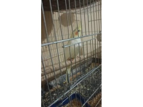 6 aylık lutino sultan papağanım