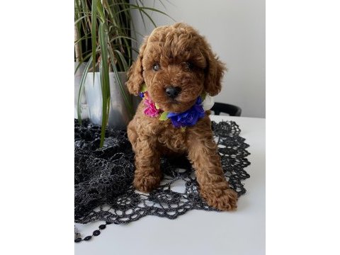 Red toy poodle yavrular