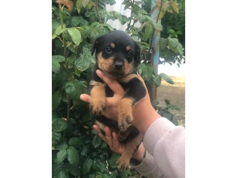 Koca kafa anne babadan nadir kan köpeğimiz