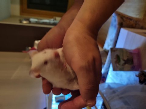 Hamsterlarımı ücretsiz sahiplendirmek istiyorum