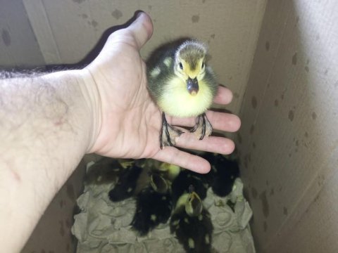Yeni çıkmış amerikan ördek yavruları