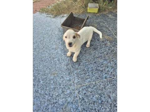 Ücretsiz sahiplendirme köpekler