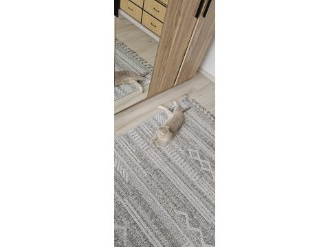 Uysal çok tatlı scottish fold