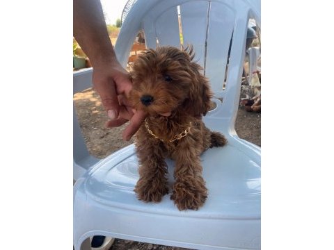 Dişi yavru poodle