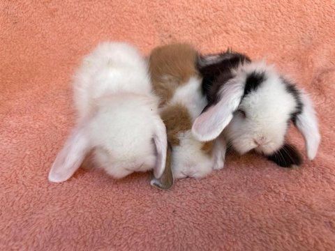 Hollanda teddy lop tavşanı