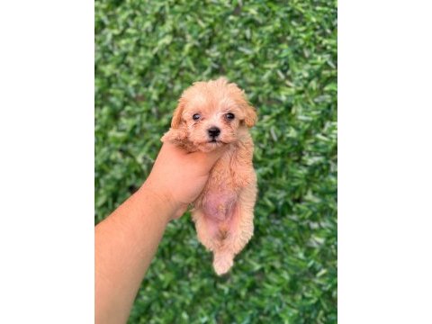 Maltipoo yavrularımız