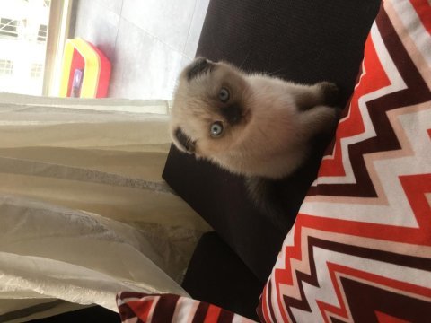Scottish fold cinsi kendi yavrularım