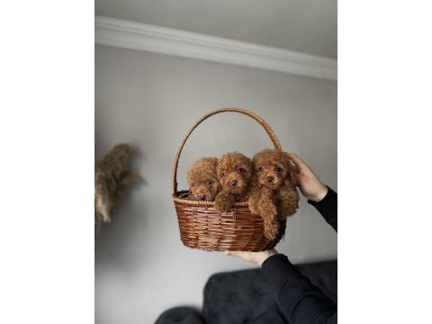 Korekan toy poodle yavrularımız kilo ve ırk garantili