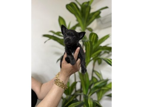 Pinscher değil chihuahua veriyoruz