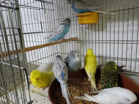 Ele alıştırmalık taze jumbo muhabbet yavrular ve anaçlar