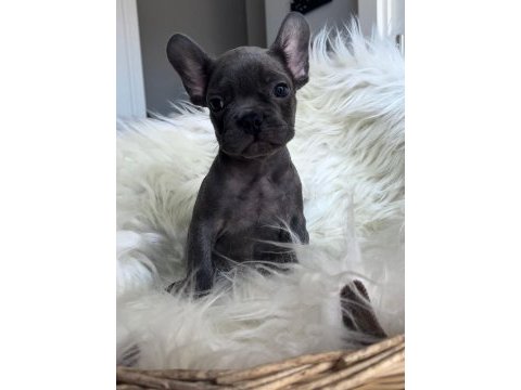 Oyuncu french bulldog yavrular