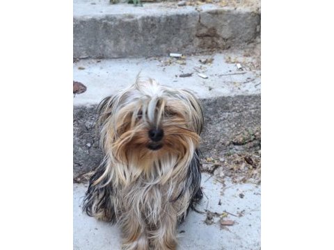 Erkek 6 aylık dişi 1 yaşında yorkshire terrier
