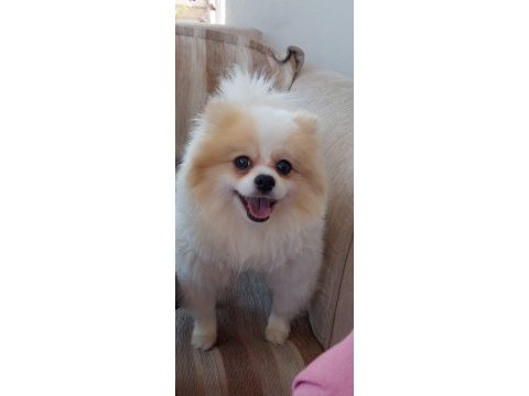 3 yaşında dişi pomeranian