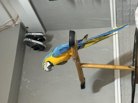 Macaw papağanımız 3 yaşında erkek