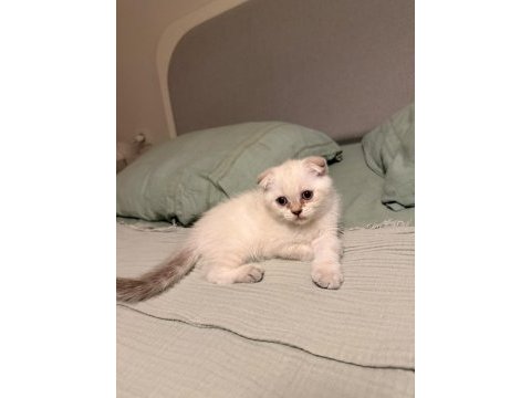 Uyguna scottish fold
