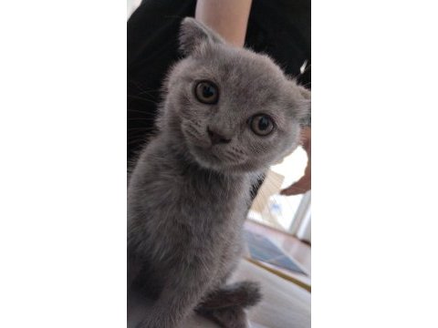 British shorthair