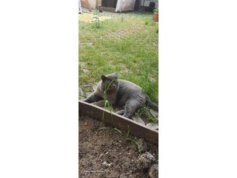Kedimiz misi 2 yaşında