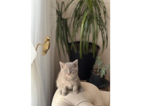 Hemen teslim lilac british shorthair  yavrum