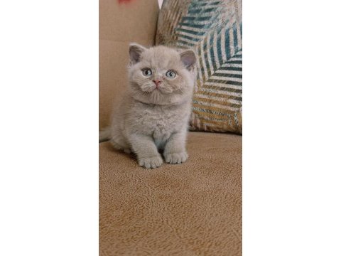 55 günlük fawn british shorthair