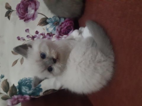 42 günlük british shorthair yavrularımız