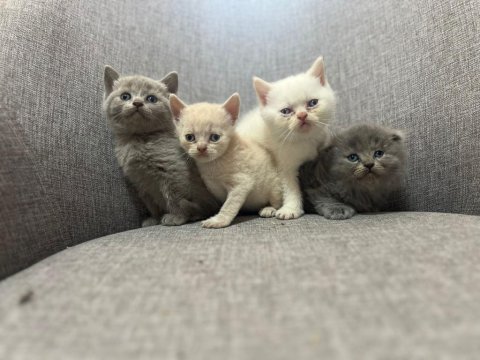 British shorthair yavrularım yuvalarını bekliyor..