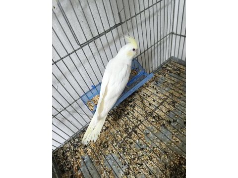Mutasyon sultan papağanı yavruları