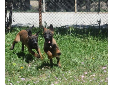 Dişi malinois yavrular