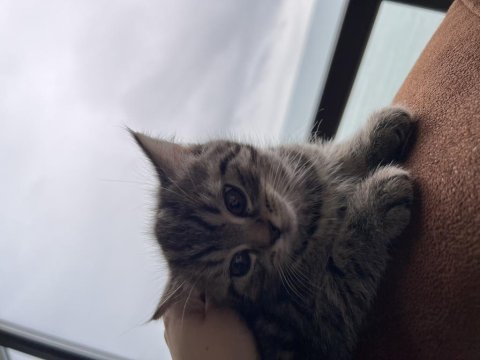 2 aylık yavru kedi british shorthair