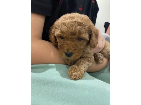 Yavru toy poodle
