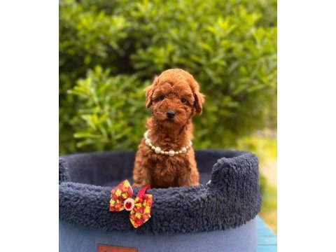 Safkan toy poodle yavrularımız