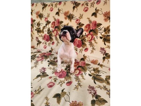 Safkan ırk french bulldog erkek yavrular