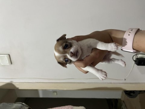 1 aylık chihuahua yavrular