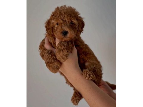 toypoodle  yavrularımız 