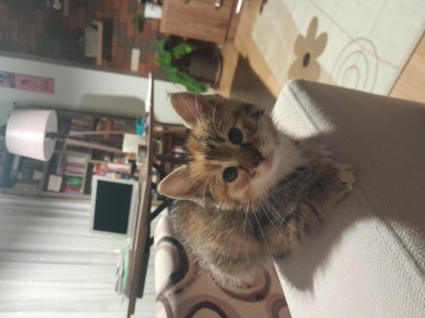 Acil yavru kedim