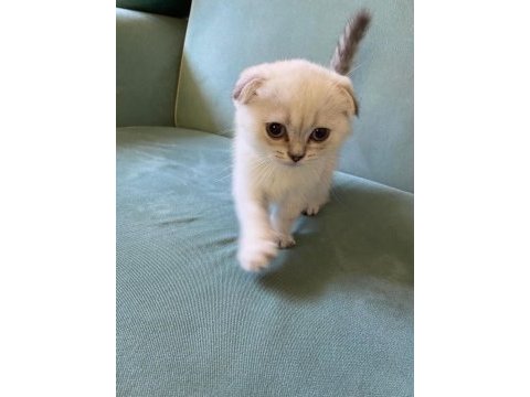 26 nisan doğumlu, safkan dişi scottish fold yavrumuz