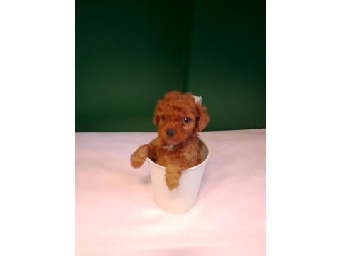 A kalite teacup poodle bebeklerimiz