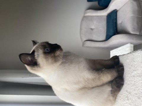 British shorthair blue point