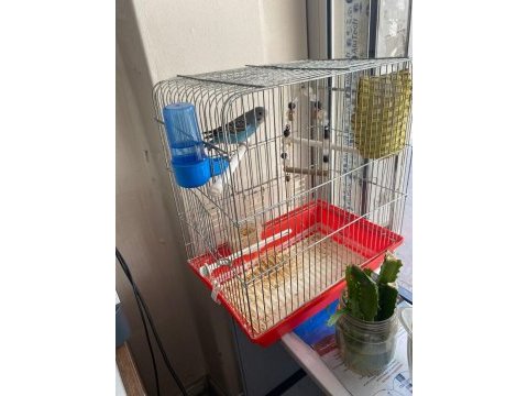 Mavi muhabbet kuşu kafesinde uysaldır