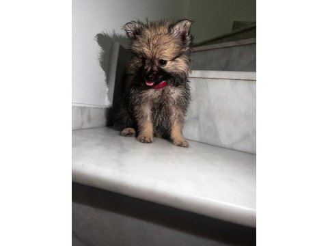 Sevimli pomeranian yavrular