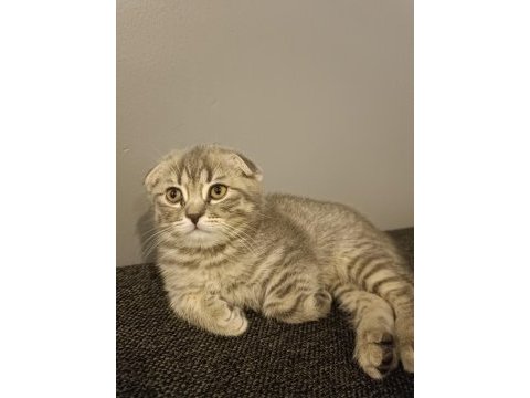 Scottish fold prensesim acil yuva arıyor