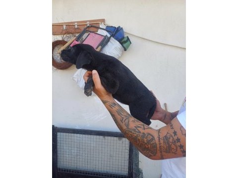 Cane corso bebekler