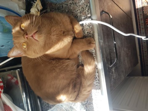 Hiç bulunmayan bir renk british shorthair