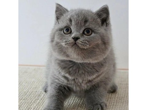 British shorthair yavruları