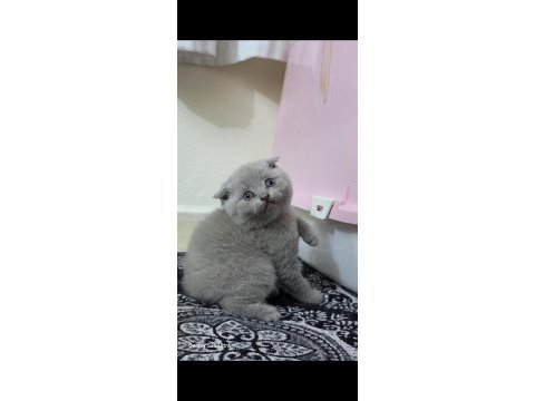British shorthair ve scottish fold