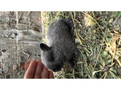Cüce tavşanlar istanbul / gönderim mevcut / kapıdaöde