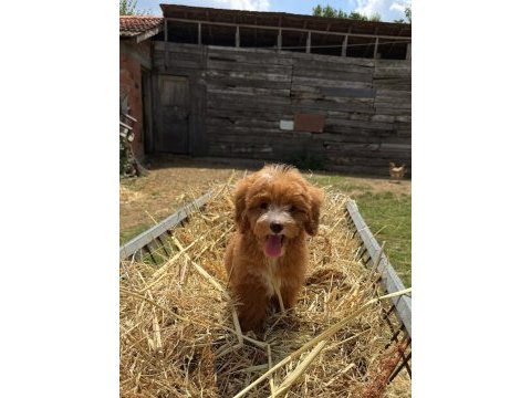 Biblo maltipoo gülen yüz