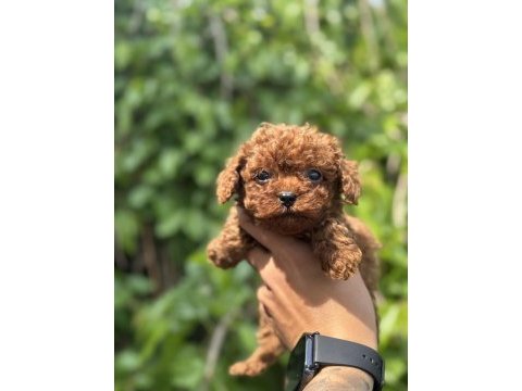 Exotıc pet club toy poodle