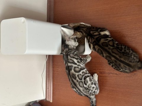 Silver bengal show class