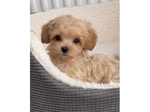 Maltipoo yavrularımız acık ve esmer renk çeşitler