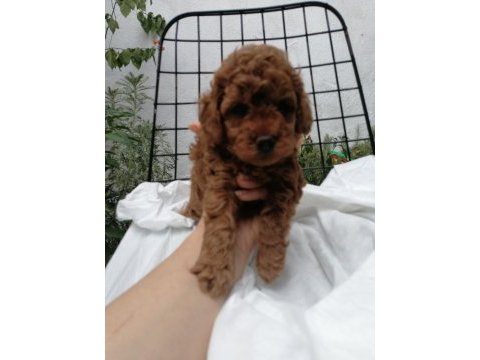 Orjinal toy poodle